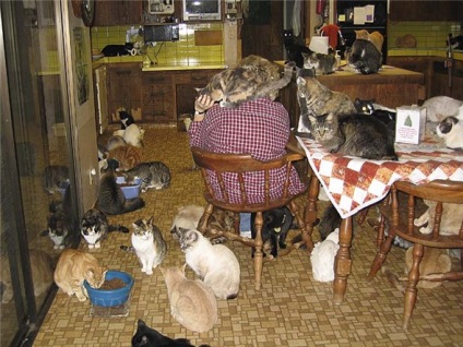 Doamna pisica este o femeie care a adăpostit aproape 800 de pisici fără adăpost și mai mulți câini (foto, video)