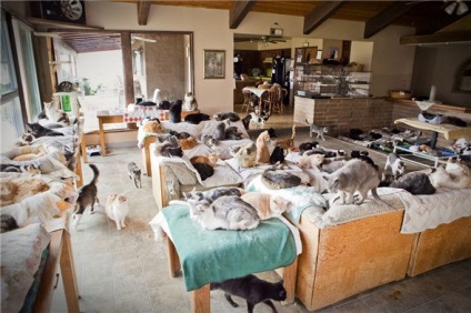 Doamna pisica este o femeie care a adăpostit aproape 800 de pisici fără adăpost și mai mulți câini (foto, video)