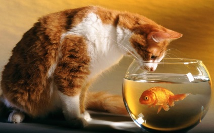 Pisica capturiaza carte de vis pește (arhiva)
