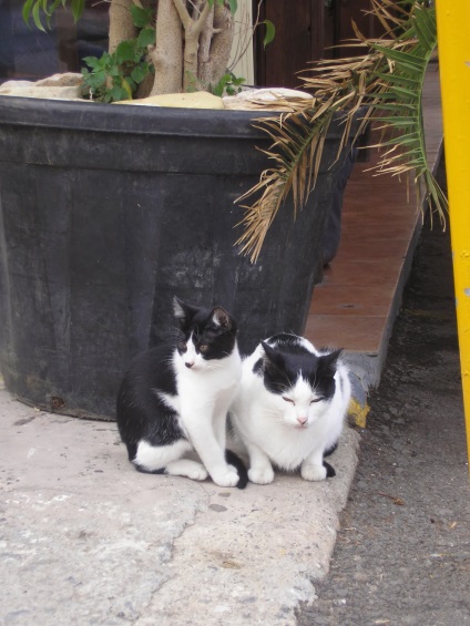 Pisici pe Creta