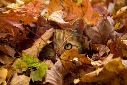 Macskák és ősszel, hogy a „Szomorú az ideje, hogy” a család macskája, mint