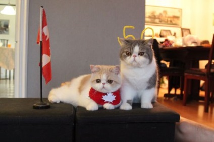 Cat-cosplayerul Snoopy și prietenul său au terminat (26 fotografii)