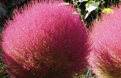 Kohia - chiparos de vară, idei frumoase pentru grădină