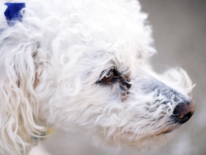 Pete roșii în jurul ochilor unui tratament pentru câini - 17 mai 2016