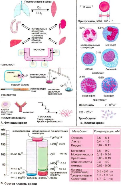 Compoziția și funcția sângelui