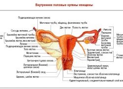 Ligament rotund al uterului