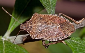 Cine este un gândac murdar și cum este periculos să caracterizezi o insectă, cum să scapi de un bug și de un mijloc