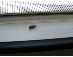 Cine este un gândac murdar și cum este periculos să caracterizezi o insectă, cum să scapi de un bug și de un mijloc