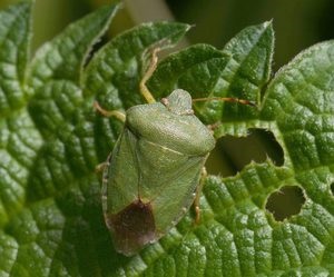 Cine este un gândac murdar și cum este periculos să caracterizezi o insectă, cum să scapi de un bug și de un mijloc