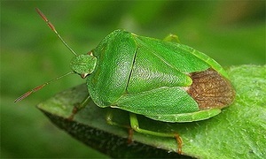 Cine este un gândac murdar și cum este periculos să caracterizezi o insectă, cum să scapi de un bug și de un mijloc