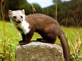 Piatra marten piatra marten vânătoare video