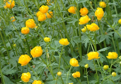 Globeflower, Kupava, осветление, готвене