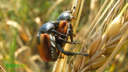 Pâine Kuzka sau doar un bug de pâine