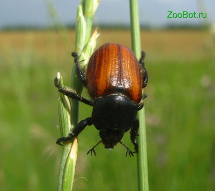 Pâine Kuzka sau doar un bug de pâine