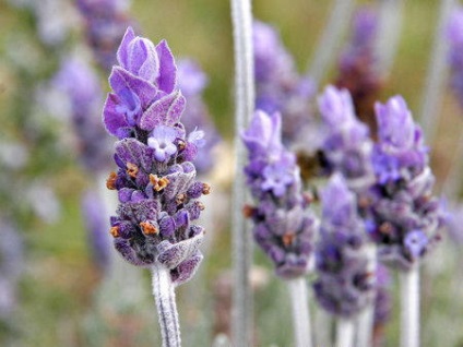 Lavender ültetés és gondozás, tenyésztés, virágzás, transzplantációs, telelés, betegség, fotó és videó