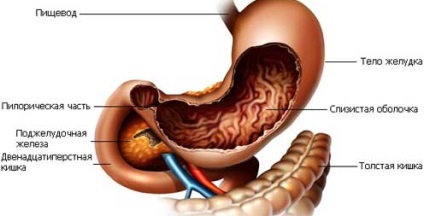 Tratamentul gastritei cu medicina tradițională