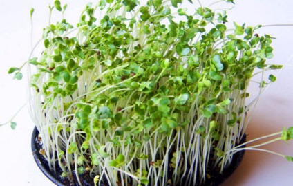 Linum grandiflorum növekvő magról, gondoskodás, fénykép (a növekvő len) Linum grandiflorum növekvő magról, gondoskodás, fotó
