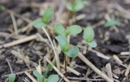 Linum grandiflorum расте от семена, грижи снимка