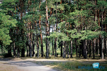 Forest weekend în afara orașului parc 