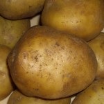 Cele mai bune soiuri de cartof - totul despre cartofi