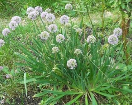 leírás Allium nutans termesztés és karbantartása, fotó és fokozat