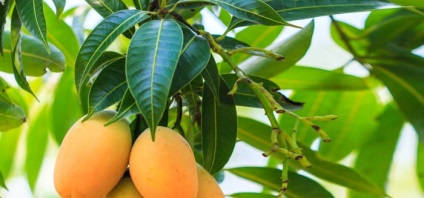Mango Fruit Thai mango, tipuri, beneficii, rețete