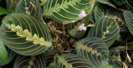 Maranta, plante de interior - fotografie și video