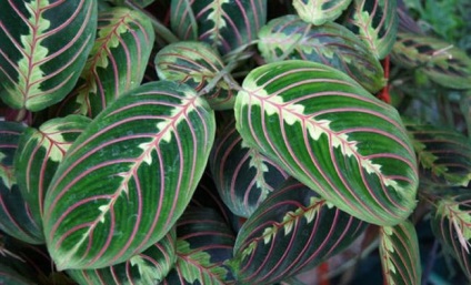 Maranta tricolor fotografie, descriere, îngrijire la domiciliu, reproducere, video