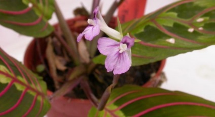 Maranta tricolor fotografie, descriere, îngrijire la domiciliu, reproducere, video