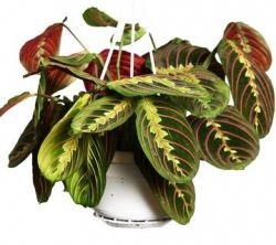 Maranta tricolor fotografie, descriere, îngrijire la domiciliu, reproducere, video