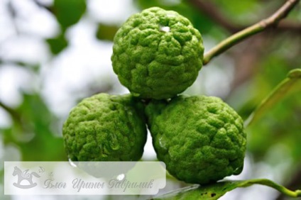 Proprietăți de ulei Bergamot și aplicații pentru față, păr și corp