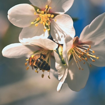 Manuka méz - egy új superfud, ami nem egyenlő