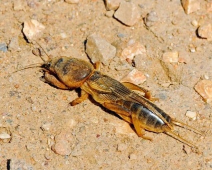 Medvedka (foto) obișnuită - descrierea insectelor despre ce se hrănește