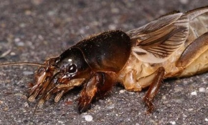Medvedka (foto) obișnuită - descrierea insectelor despre ce se hrănește