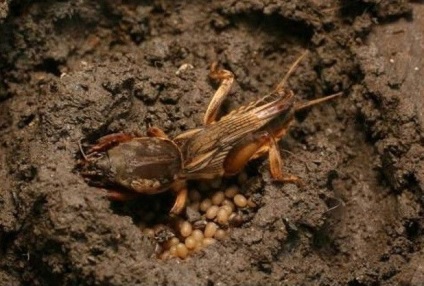 Cricket (fotó) közös - rovar krikett leírás, amit eszik
