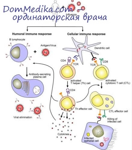 Mecanisme de supresie specifică a răspunsului imun
