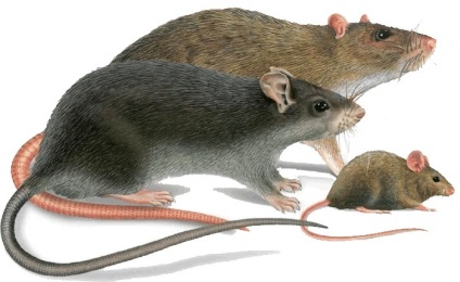 Șoarece și șobolan - cum diferă acestea