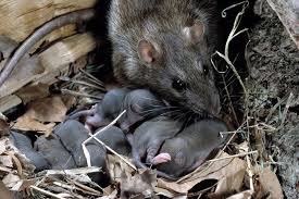Șoarece și șobolan - cum diferă acestea