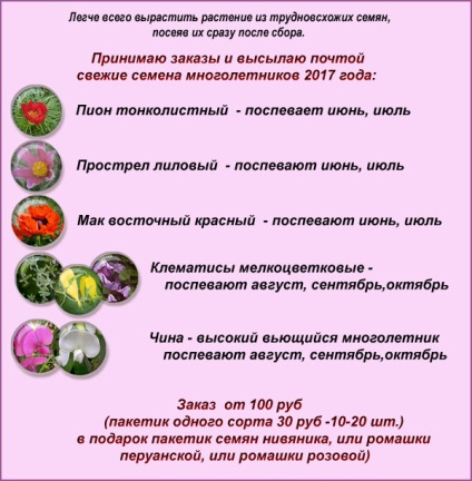Plante perene pentru grădină alevtiny pavlovny, clematis și trandafiri în Volgograd