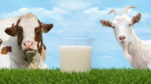 Lapte cu gastrită de vaca și de capră