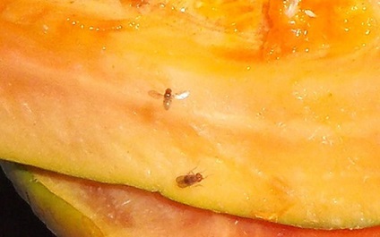 Mote gyümölcsökben (szúnyogok) Szúnyogok gyümölcsökben