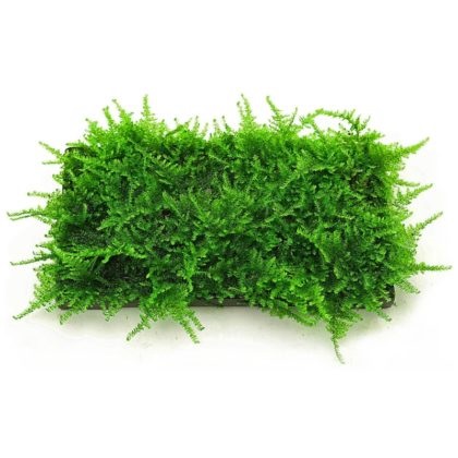 Moss bubble, muscatura ricard, moss Crăciun - plante de acvariu, pește de acvariu