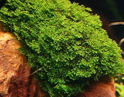Moss ricardia - conținut într-un acvariu acasă