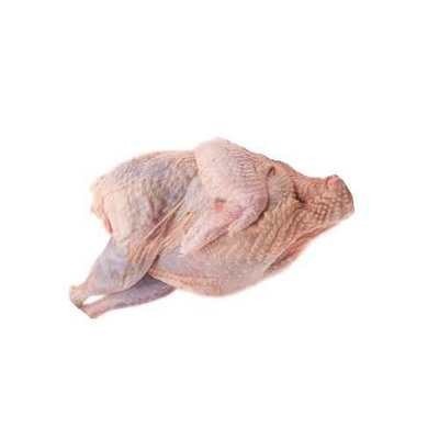 Carne de porumbei în - de gătit, utile soiuri
