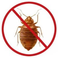 Folosit remedii pentru bug-uri în apartament cum să se ocupe de insecte cu metode simple