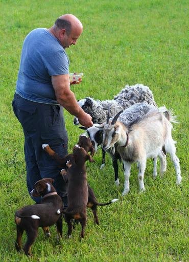 Нашата коза-овце мафия))) - овце и кози, различни