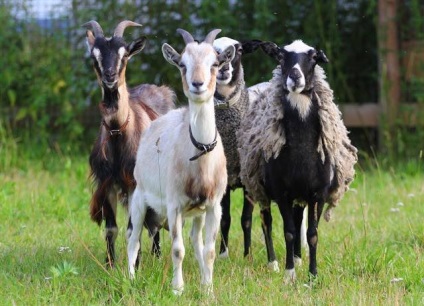 Нашата коза-овце мафия))) - овце и кози, различни