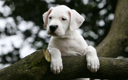 Nemzeti kincs Argentína - Argentin Dogo - háziállat