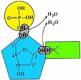 Acizi nucleici - stadopedia