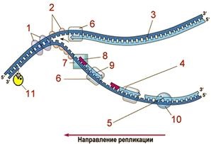 Acizi nucleici - stadopedia